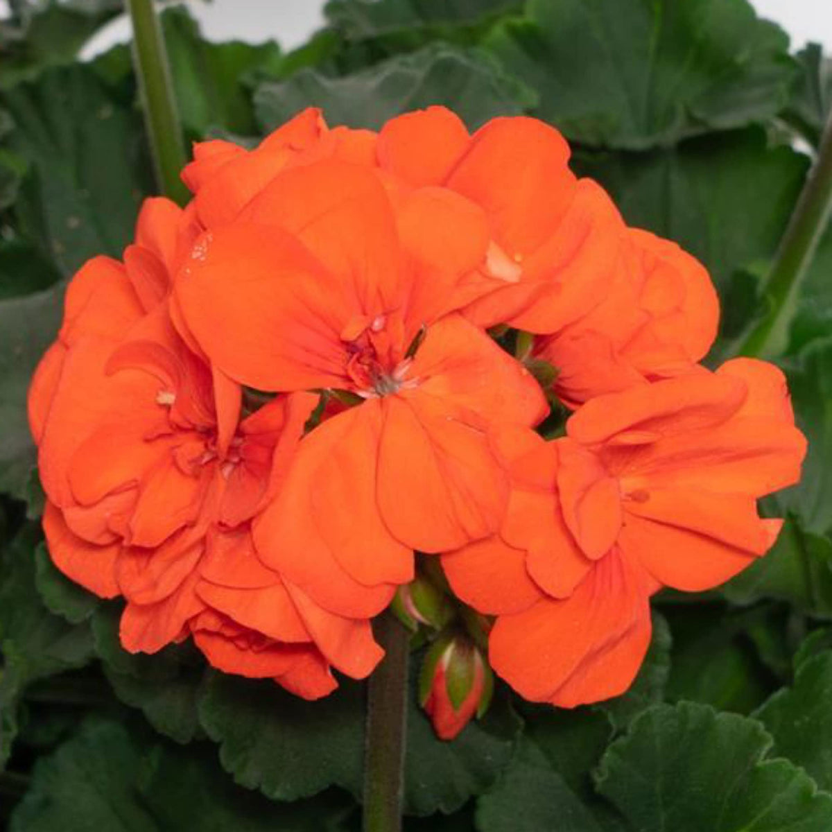 Pelargonium orange blume samen for anpflanzung pollinator friendly heirloom & gmo free samen for home garten
 
 sale samen for home garten anpflanzung