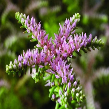 Rosa grün sedum seastar blume samen for anpflanzung pollinator friendly heirloom & gmo free samen for home garten 
 
 sale samen for home garten anpflanzung