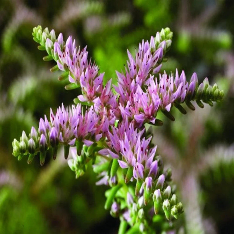 Rosa grün sedum seastar blume samen for anpflanzung pollinator friendly heirloom & gmo free samen for home garten 
 
 sale samen for home garten anpflanzung