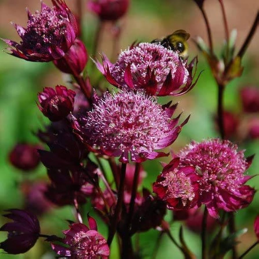 Lila astrantia blume samen for anpflanzung shade tolerant heirloom & gmo free samen for home garten
 
 sale samen for home garten anpflanzung