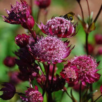 Lila astrantia blume samen for anpflanzung shade tolerant heirloom & gmo free samen for home garten
 
 sale samen for home garten anpflanzung