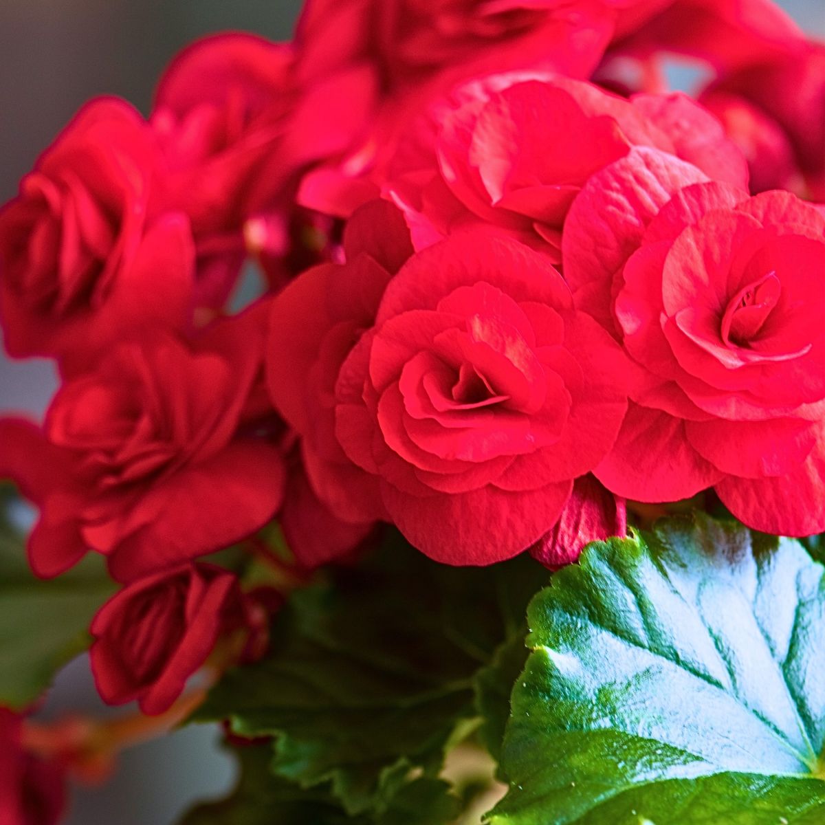 Rot begonia blume samen for anpflanzung compact growth heirloom & gmo free samen for home garten 
 
 sale samen for home garten anpflanzung