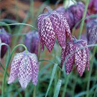 Fritillaria blume samen for anpflanzung - colorful display, heirloom & gmo free samen for home garten
 
 sale samen for anpflanzung in home garten