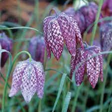 Fritillaria blume samen for anpflanzung - colorful display, heirloom & gmo free samen for home garten
 
 sale samen for anpflanzung in home garten