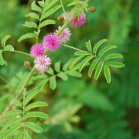 Mimosa pudica blume samen for anpflanzung wildflower mix heirloom & gmo free samen for home garten 
 
 sale samen for home garten anpflanzung