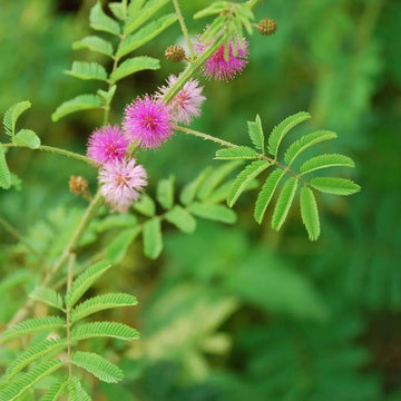 Mimosa pudica blume samen for anpflanzung wildflower mix heirloom & gmo free samen for home garten 
 
 sale samen for home garten anpflanzung