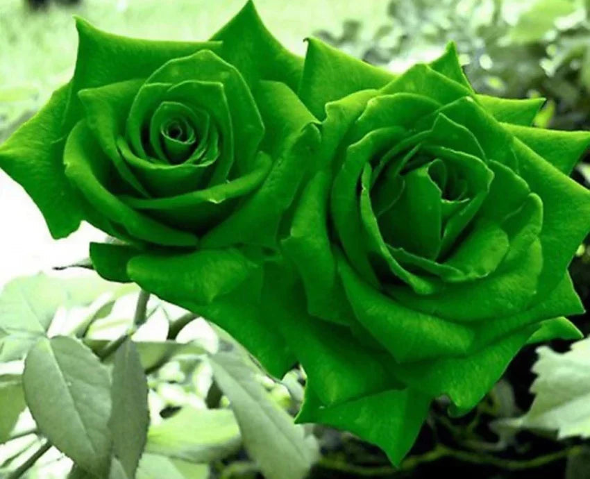Grün dragon rose blume samen for anpflanzung - low maintenance, heirloom & gmo free samen for home garten
 
 sale samen for anpflanzung in home garten