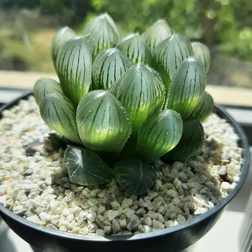 Haworthia cooperi blume samen for anpflanzung - compact growth, heirloom & gmo free samen for home garten
 
 sale for anpflanzung in home garten