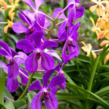 Lila ascocentrum blume samen for anpflanzung - low maintenance, heirloom & gmo free samen for home garten
 
 sale samen for anpflanzung in home garten