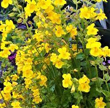 Gelb mimulus guttatus blume samen for anpflanzung - low maintenance, heirloom & gmo free samen for home garten
 
 sale samen for anpflanzung in home garten