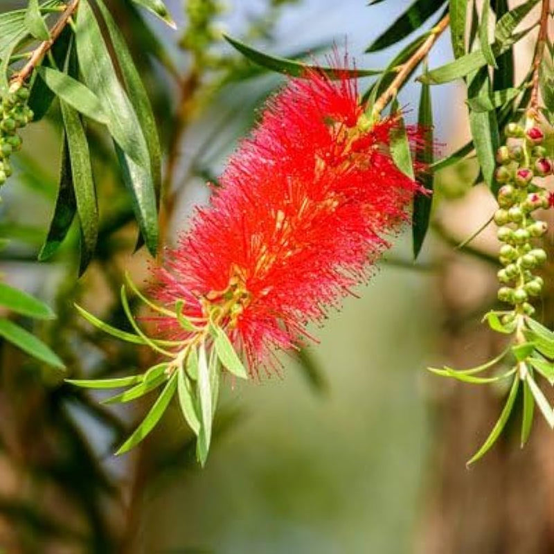 Callistemon blume samen for anpflanzung perfect for borders heirloom & gmo free samen for home garten 
 
 sale samen for home garten anpflanzung