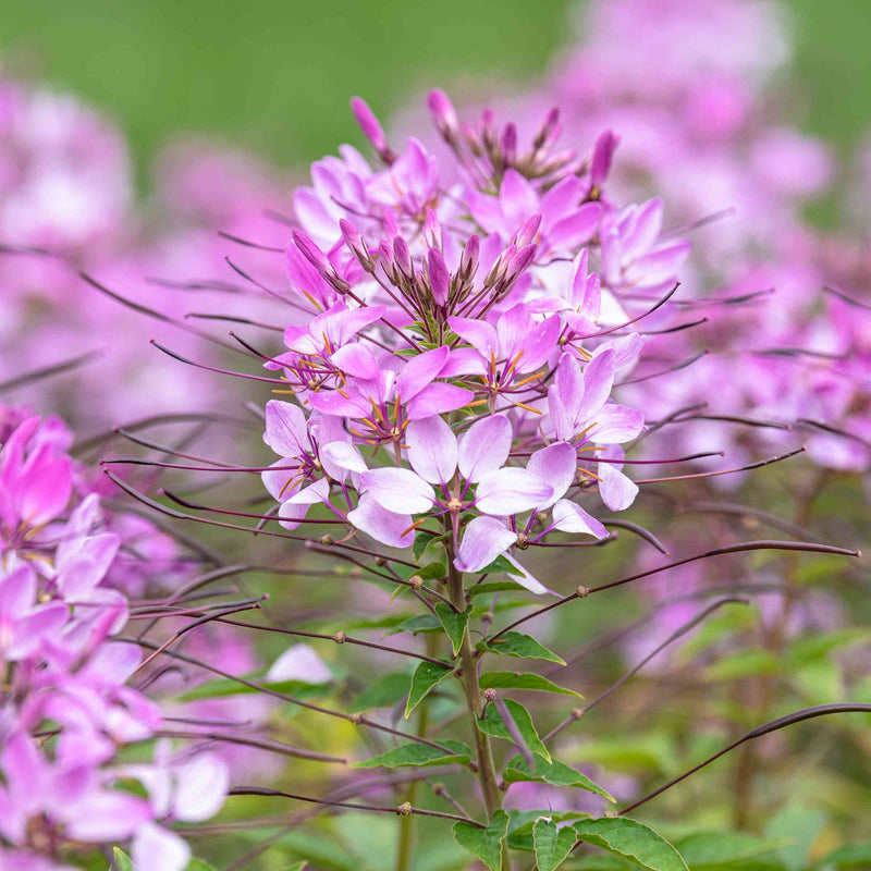 Rosa cleome blume samen for anpflanzung low maintenance heirloom & gmo free samen for home garten
sale samen for home garten anpflanzung