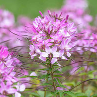 Rosa cleome blume samen for anpflanzung low maintenance heirloom & gmo free samen for home garten 
 
 sale samen for home garten anpflanzung