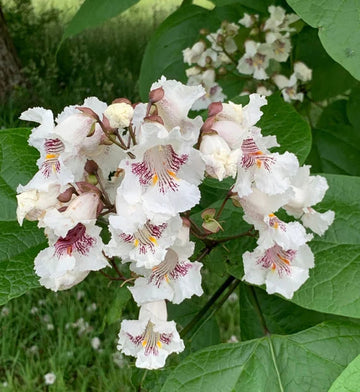 Catalpa blume samen for anpflanzung - drought tolerant, heirloom & gmo free samen for home garten
 
 sale samen for anpflanzung in home garten