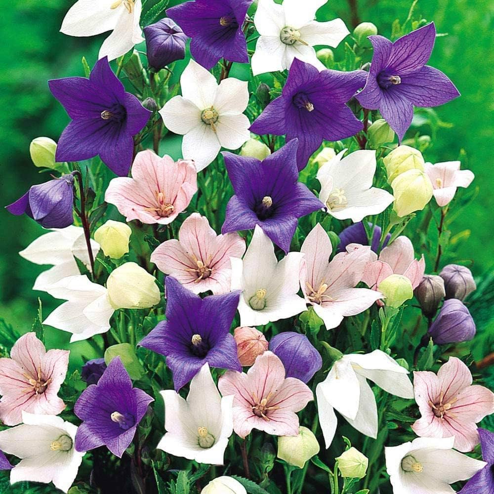 Mixed balloon blume samen for anpflanzung seasonal bloomer heirloom & gmo free samen for home garten 
 
 sale samen for home garten anpflanzung