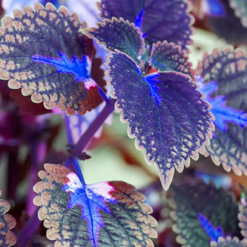 Deep blau coleus blume samen for anpflanzung garten favorite heirloom & gmo free samen for home garten 
 
 sale samen for home garten anpflanzung