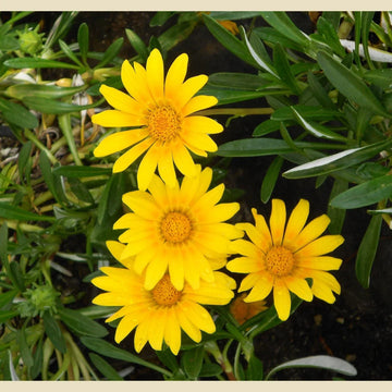 Gelb gazania blume samen for anpflanzung long bloom season heirloom & gmo free samen for home garten
 
 sale samen for home garten anpflanzung