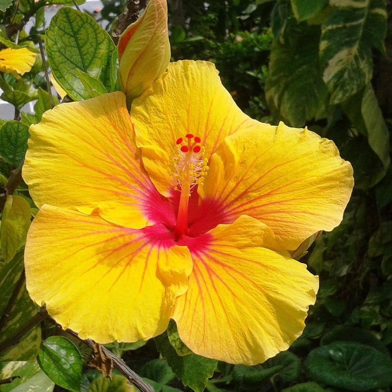 Clear hibiscus blume samen for anpflanzung drought tolerant heirloom & gmo free samen for home garten
 
 sale samen for home garten anpflanzung