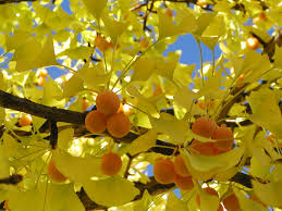 Ginkgo blume samen for anpflanzung - sun loving, heirloom & gmo free samen for home garten
 
 sale samen for anpflanzung in home garten