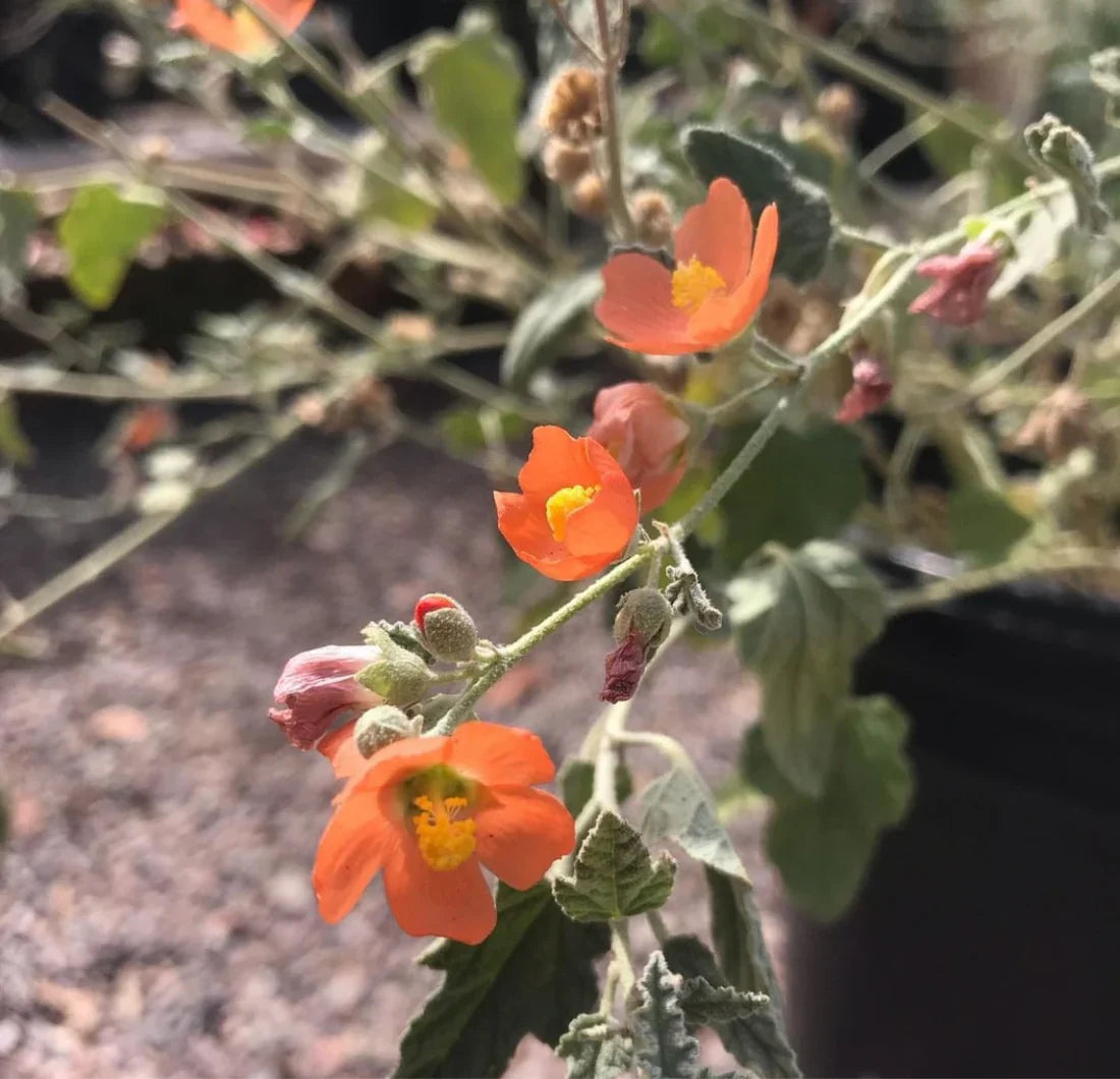 Globemallow blume samen for anpflanzung colorful display heirloom & gmo free samen for home garten 
 
 sale for anpflanzung in home garten