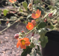 Globemallow blume samen for anpflanzung colorful display heirloom & gmo free samen for home garten 
 
 sale for anpflanzung in home garten