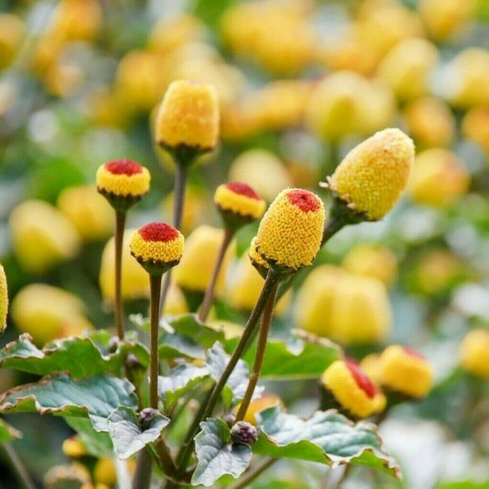 Acmella oleracea blume samen for anpflanzung - cut blume favorite, heirloom & gmo free samen for home garten
 
 sale samen for home garten