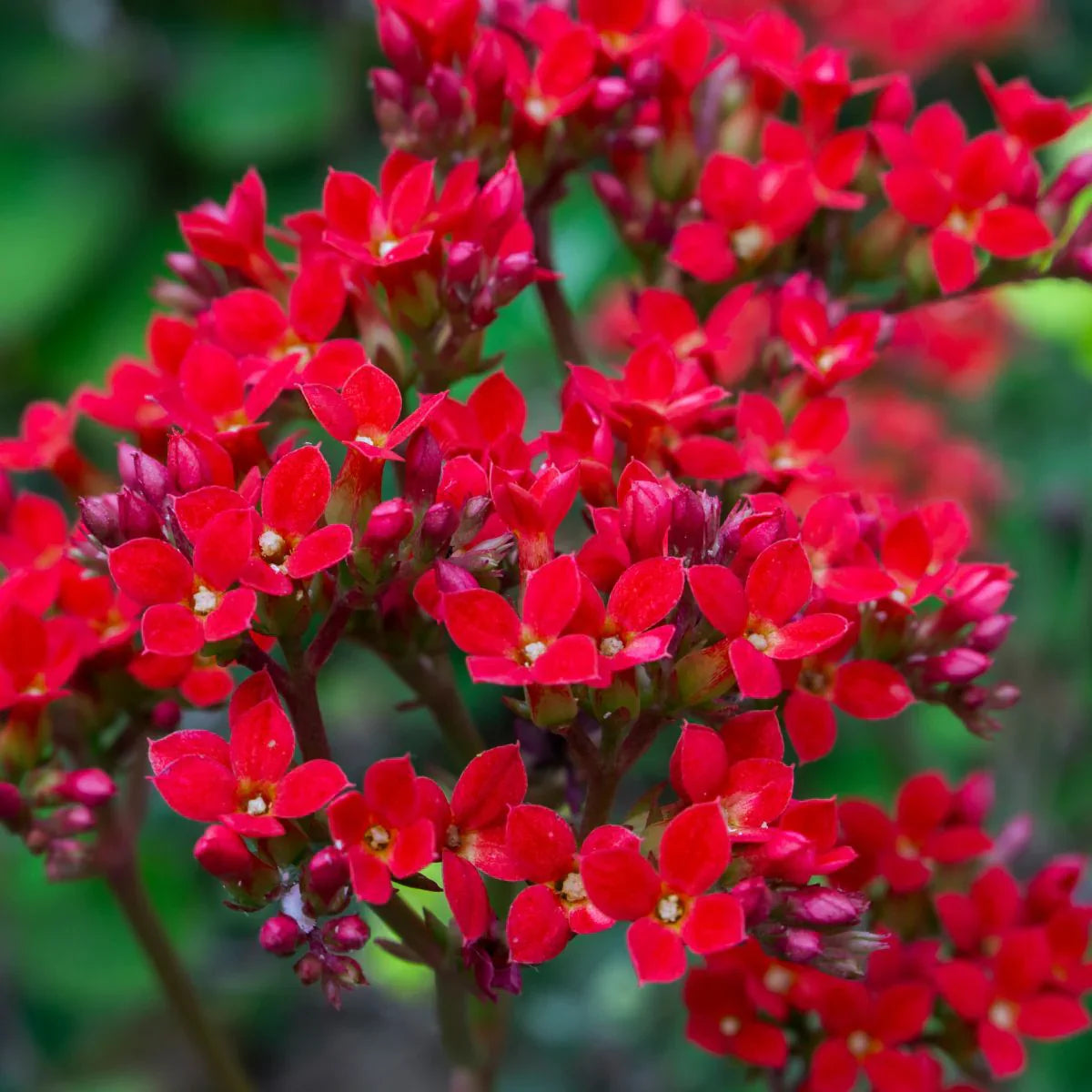 Rot kalanchoe blume samen for anpflanzung perfect for borders heirloom & gmo free samen for home garten
 
 sale samen for home garten anpflanzung