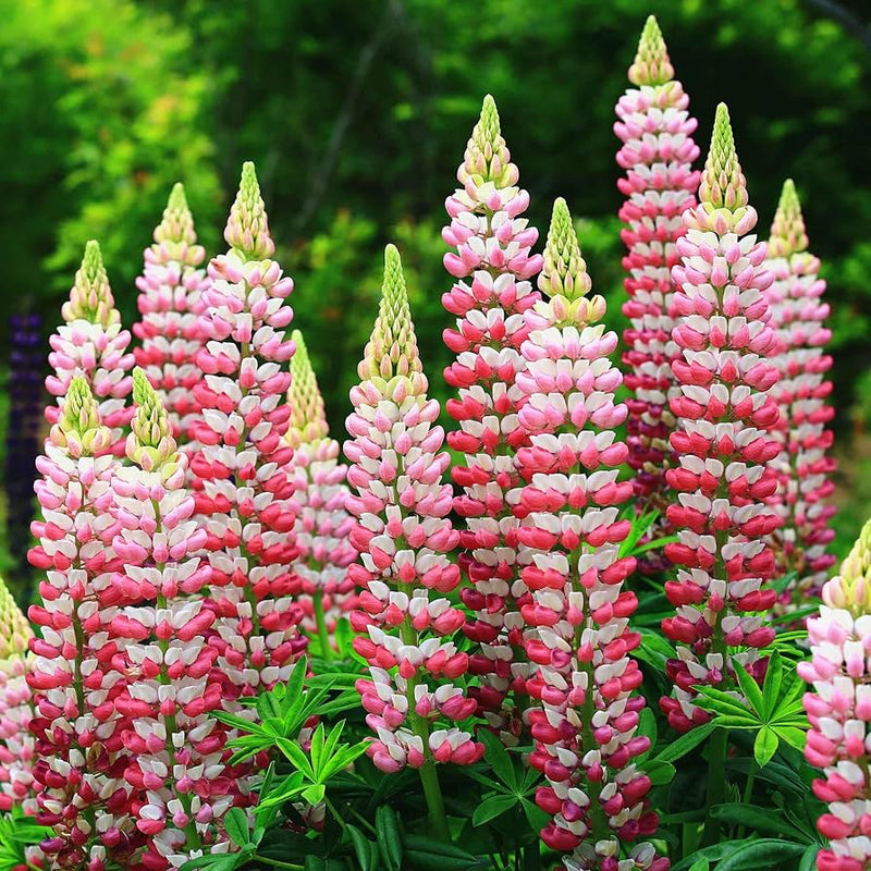 Russell lupine samen blume samen for anpflanzung cottage garten essential heirloom & gmo free samen for home garten 
 
 sale samen for home garten anpflanzung
