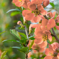 Orange chaenomeles blume samen for anpflanzung - cut blume favorite, heirloom & gmo free samen for home garten
 
 sale samen for anpflanzung in home garten
