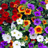 Mixed calibrachoa blume samen for anpflanzung perfect for borders heirloom & gmo free samen for home garten 
 
 sale samen for home garten anpflanzung