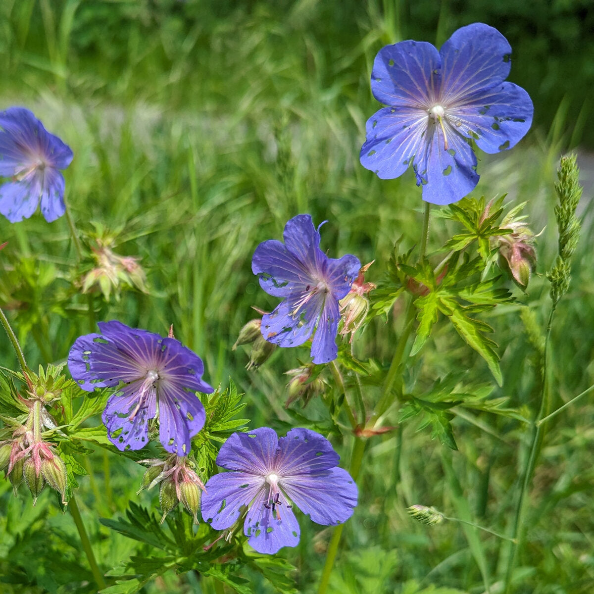 Geranium pratense blume samen for anpflanzung premium quality heirloom & gmo free samen for home garten 
 
 sale for anpflanzung in home garten