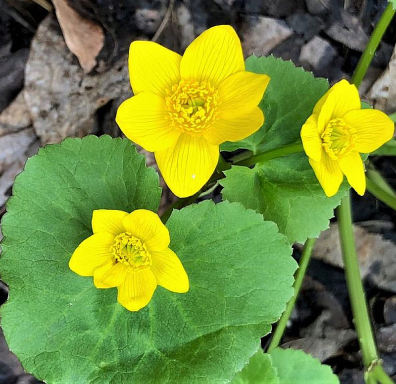 Marsh marigold blume samen for anpflanzung drought tolerant heirloom & gmo free samen for home garten 
 
 sale samen for home garten anpflanzung