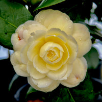 Camellia light gelb blume samen for anpflanzung - cut blume favorite, heirloom & gmo free samen for home garten
 
 sale samen for anpflanzung in home garten