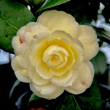Camellia light gelb blume samen for anpflanzung - cut blume favorite, heirloom & gmo free samen for home garten
 
 sale samen for anpflanzung in home garten