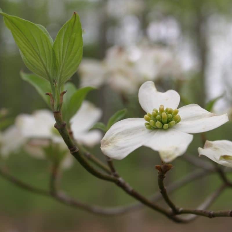 Cornus blume samen for anpflanzung low maintenance heirloom & gmo free samen for home garten 
 
 sale samen for home garten anpflanzung