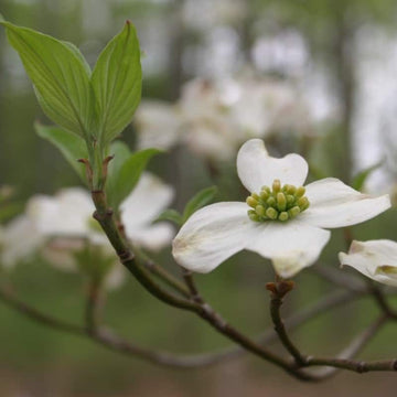 Cornus blume samen for anpflanzung low maintenance heirloom & gmo free samen for home garten 
 
 sale samen for home garten anpflanzung