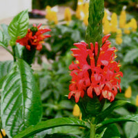 Rot pachystachys blume samen for anpflanzung - perfect for borders, heirloom & gmo free samen for home garten
 
 sale samen for anpflanzung in home garten