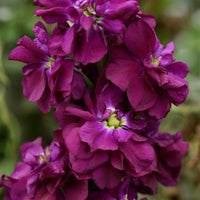 Lila matthiola blume samen for anpflanzung - shade tolerant, heirloom & gmo free samen for home garten
 
 sale samen for anpflanzung in home garten