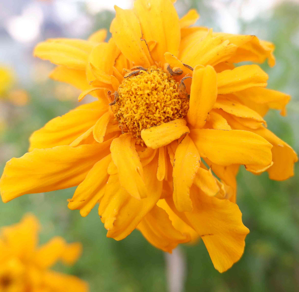 Gelb marigold tangerine blume samen for anpflanzung - bright blooms, heirloom & gmo free samen for home garten
 
 sale for anpflanzung in home garten