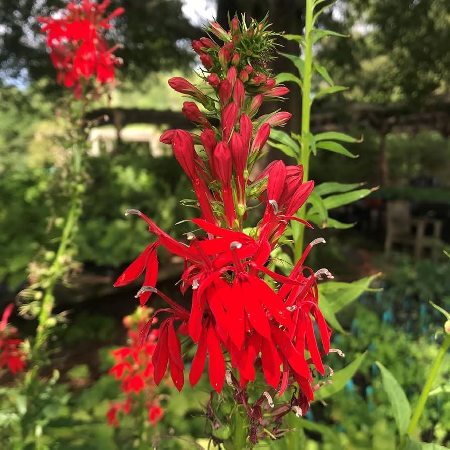 Cardinal blume samen for anpflanzung long bloom season heirloom & gmo free samen for home garten 
 
 sale samen for home garten anpflanzung