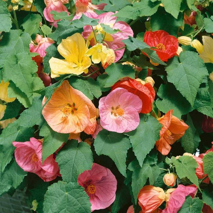 Mix abutilon blume samen for anpflanzung fragrant blossoms heirloom & gmo free samen for home garten 
 
 sale samen for home garten anpflanzung