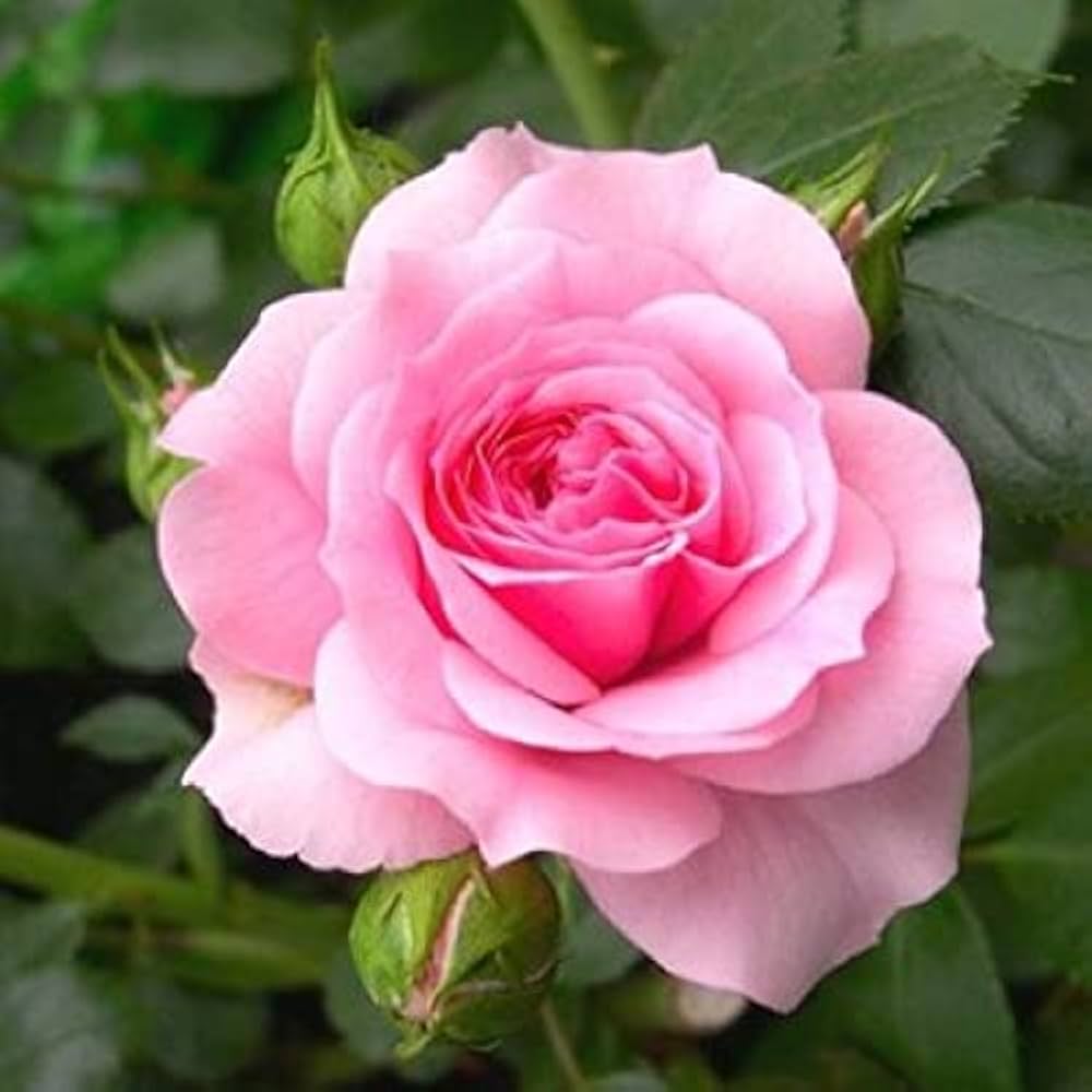 Rose blume samen rosa blume samen for anpflanzung perfect for borders heirloom & gmo free samen for home garten
 
 sale samen for home garten anpflanzung