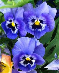 Pansy blau blume samen for anpflanzung - wildflower mix, heirloom & gmo free samen for home garten
 
 sale samen for anpflanzung in home garten