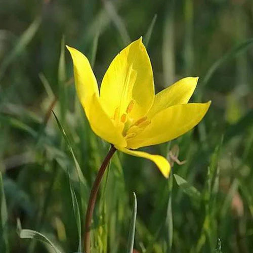 Tulipa sylvestris blume samen for anpflanzung - long bloom season, heirloom & gmo free samen for home garten
 
 sale samen for home garten
