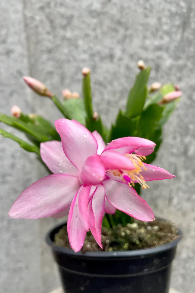 Rosa schlumbergera blume samen for anpflanzung - shade tolerant, heirloom & gmo free samen for home garten
 
 sale samen for anpflanzung in home garten