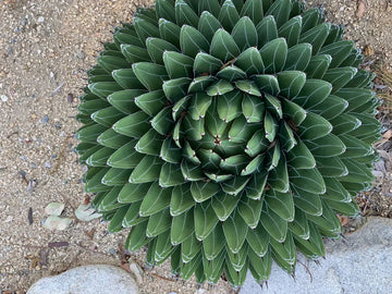 Agave victoriae blume samen for anpflanzung compact growth heirloom & gmo free samen for home garten 
 
 sale for anpflanzung in home garten