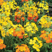 Gelb orange erysimum blume samen for anpflanzung cottage garten essential heirloom & gmo free samen for home garten 
 
 sale samen for home garten anpflanzung