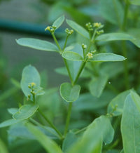 Grün rubia tinctorum blume samen for anpflanzung garten favorite heirloom & gmo free samen for home garten
 
 sale samen for home garten anpflanzung