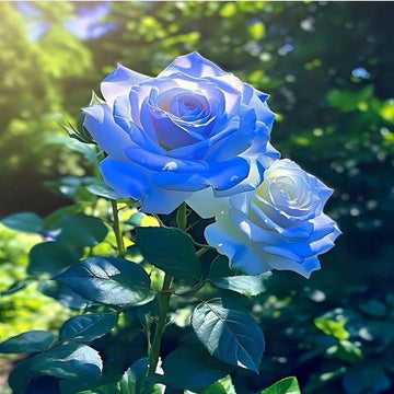 Blau rose blume samen for anpflanzung wildflower mix heirloom & gmo free samen for home garten
 
 sale samen for home garten anpflanzung