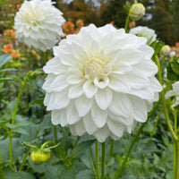 Dahlia blume samen for anpflanzung long bloom season heirloom & gmo free samen for home garten 
 
 sale samen for home garten anpflanzung